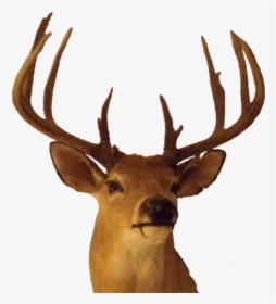 Elk Antler Trophy Hunting - Big Buck Png, Transparent Png, Free Download