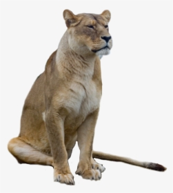 #lioness #lion #freetoedit, HD Png Download, Free Download