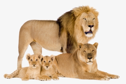 Sometimes You Will Want To Recover Specific Items From - Lion And Cub In White Background, HD Png Download, Free Download