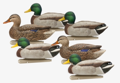 Swimming Png Png - Avian X Fusion Mallard Decoys, Transparent Png, Free Download