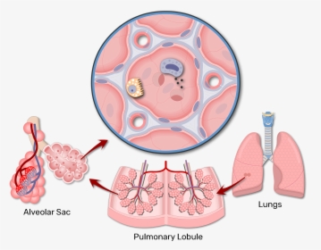 A Magnified View Of An Alveolar Sac - Alveoli Anatomy, HD Png Download, Free Download