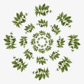 Leaves Circle Png - Coffea Arabica, Transparent Png, Free Download