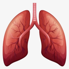 Lungs Png - Lung Cancer Before And After, Transparent Png, Free Download