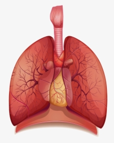 Lungs - Respiratory System Diagram Transparent, HD Png Download, Free Download