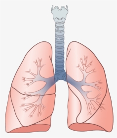 Lungs Png - Repertory System, Transparent Png, Free Download