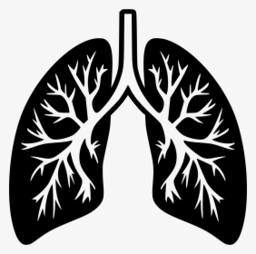 Lungs Png - Lungs Png Icon, Transparent Png, Free Download