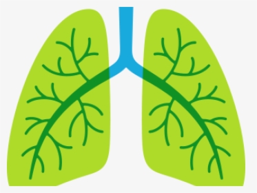 Lungs Png Transparent Images - Lungs Png Transparent, Png Download, Free Download