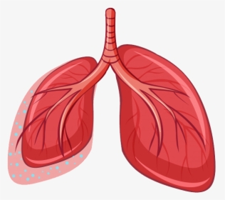 Lungs Png - Pulmao Humano Png, Transparent Png, Free Download