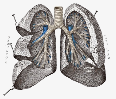 Lungs Png Image - Brancho Pulmonary Segments, Transparent Png, Free Download