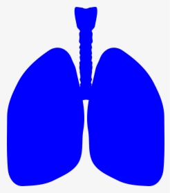 Blue Lungs Clipart, HD Png Download, Free Download
