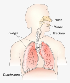 Pulmones Ancianos, HD Png Download, Free Download