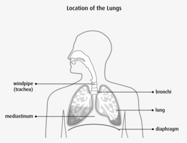 Cells In The Lung Sometimes Change And No Longer Grow - 6 Parts Of The Lungs, HD Png Download, Free Download