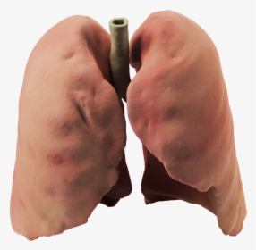 Lungs Png - Lungs Real Picture Png, Transparent Png, Free Download