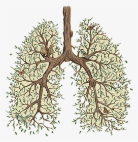 #tree #lungs #green #aesthetic #vaporwave #tumblr - Vancouver Sleep Clinic Lung, HD Png Download, Free Download