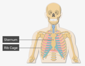 A View Of The Rib Cage And Lungs With Rib Cage Labeled - Illustration, HD Png Download, Free Download