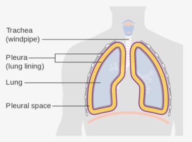 750px-diagram Showing The Lining Of The Lungs Cruk - Lung Pleurodesis, HD Png Download, Free Download