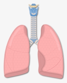 Lung Fissures And Lobes, HD Png Download, Free Download