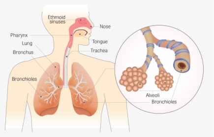 Respiratory System Bronchioles, HD Png Download, Free Download