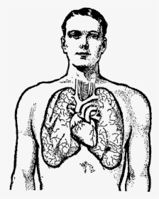 Lung Clip Art Download - Heart And Lungs Drawing, HD Png Download, Free Download