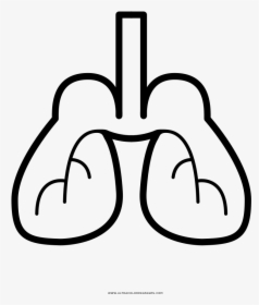 Lungs Coloring Page - Line Art, HD Png Download, Free Download