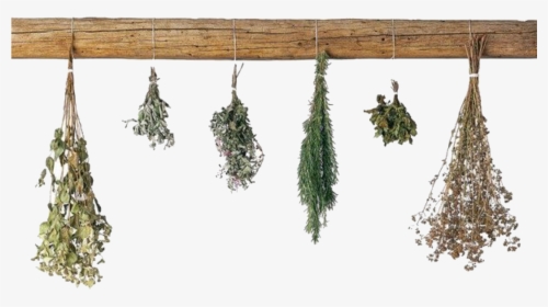 Image - Transparent Dried Herbs Png, Png Download, Free Download