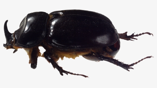 Bug Png Image - Жук Png, Transparent Png, Free Download