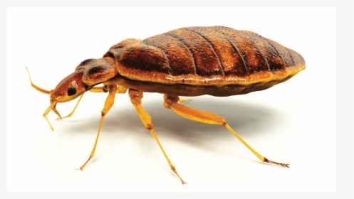 Bed Bug Extermination-07 - Bed Bugs Vs Lice, HD Png Download, Free Download