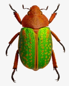 Bugs,ground Beetle,arthropod,leaf Footed Bugs,elephant - Insects Png, Transparent Png, Free Download