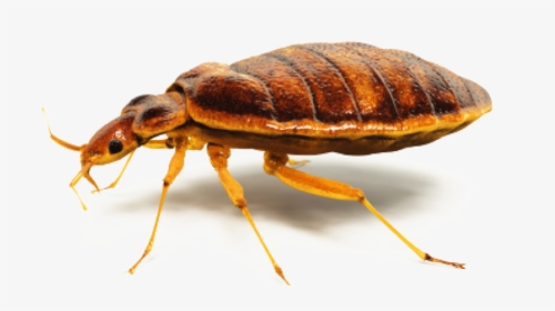 Bed Bugs, Bed Bug Service, Pest Control Service Ga, - Bed Bugs Control Png, Transparent Png, Free Download
