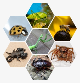 Saltamontes Escorpion, HD Png Download, Free Download