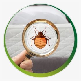 Hornet, HD Png Download, Free Download