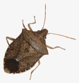 Transparent Bugs Stink Bug - Brown Marmorated Stink Bug, HD Png Download, Free Download