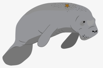 Mammal,sea Cows,tapir,snout,walrus - Manatee Png, Transparent Png, Free Download