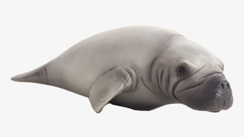 Manatee Png, Transparent Png, Free Download