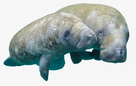 Picture - Manatee Transparent, HD Png Download, Free Download