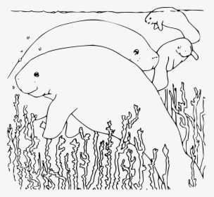 Manatee Coloring Pages, HD Png Download, Free Download