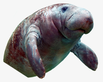 Manatee With No Background, HD Png Download, Free Download