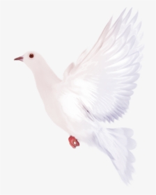 Dove Png Transparent Background - White Doves With Transparent Background, Png Download, Free Download