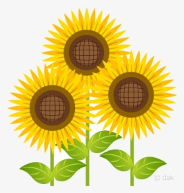 Sunflower Bright Three Clipart Free Picture Transparent - Sunflower Clipart, HD Png Download, Free Download