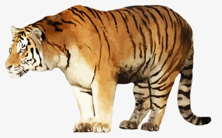 Transparent Daniel Tiger Clipart - Siberian Tiger, HD Png Download, Free Download