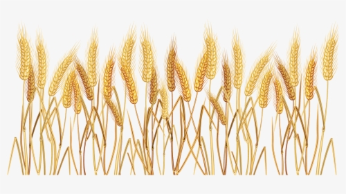 Png Transparent Wheat Transparent Background, Png Download, Free Download