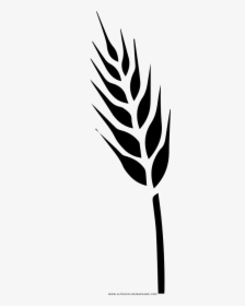Triticale Drawing, HD Png Download, Free Download