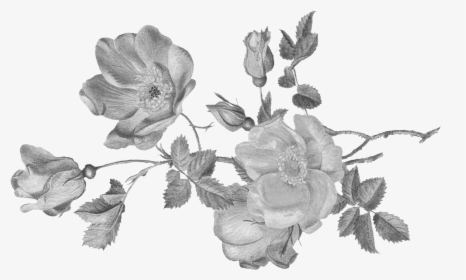 Garden Roses, HD Png Download, Free Download