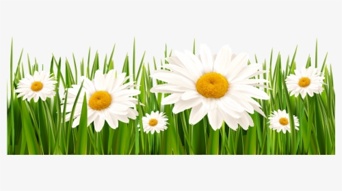 Poppies And Daisies With Grass Png Clipart Picture - Daisies Png, Transparent Png, Free Download