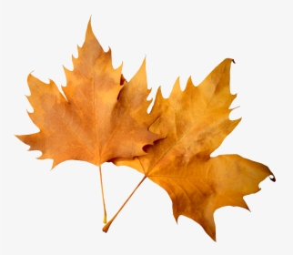 Transparent Pile Of Leaves Clipart - Fall Leaves Transparent Background, HD Png Download, Free Download