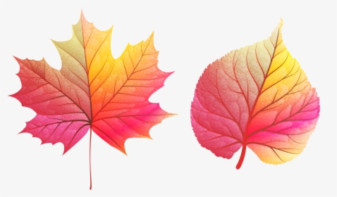 Fall Leaves Clipart Png , Png Download - Colour Full Leaves, Transparent Png, Free Download
