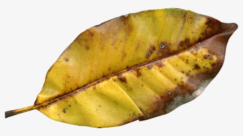 Fall Leaf Png, Transparent Png, Free Download