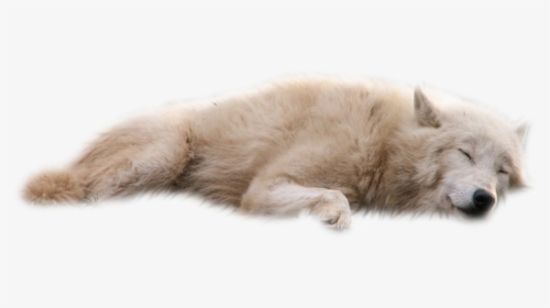 Dog Clip Art - Wolf Lying Down Png, Transparent Png, Free Download