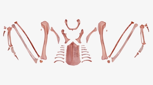 Back To The Complete Skeleton - Esqueleto Del Aguila Imperial Iberica, HD Png Download, Free Download