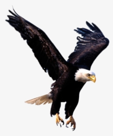 Bird,bald Eagle,bird Of - Transparent Background Eagle Png, Png Download, Free Download